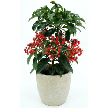 Ardissia red