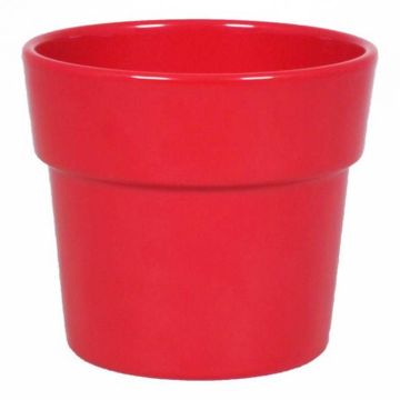 Orchidee Pot Bessenrood