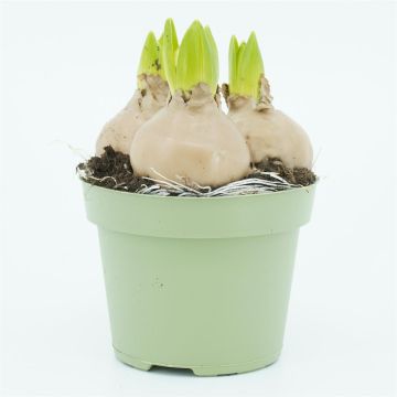 Beige wax Hyacinth x3