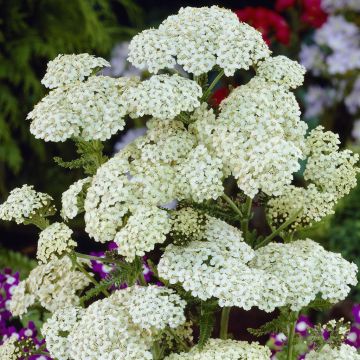 Achillea mellefolium White 15 cm pot