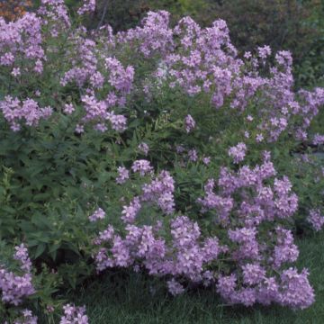 Campanula lactiflora Loddon Anna