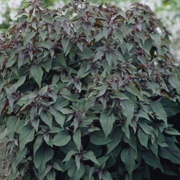 Echinops Bannaticus Taplow Blue