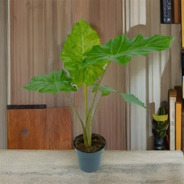 Alocasia