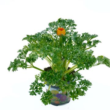 Orange ranunculus