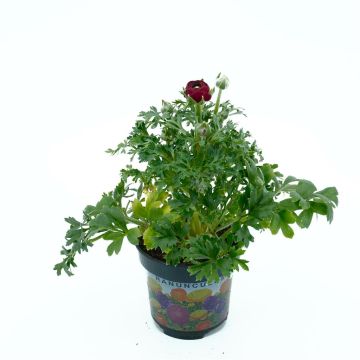 Red Ranunculus