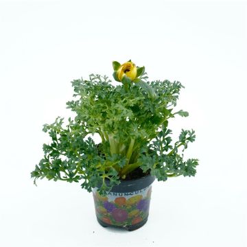 Yellow Ranunculus