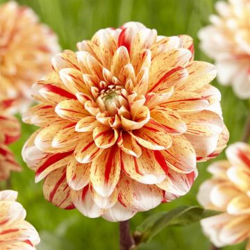 Dahlia Striped Nagano