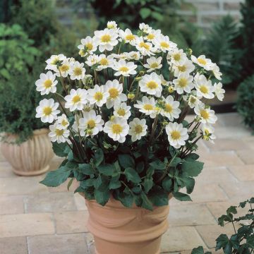 Dahlia topmix White
