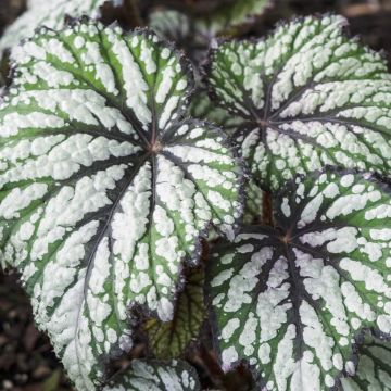 Begonia rex Jurassic Green Streak