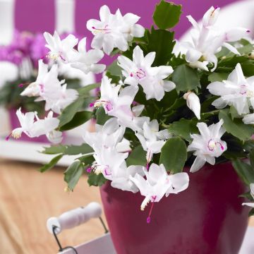 Schlumbergera white