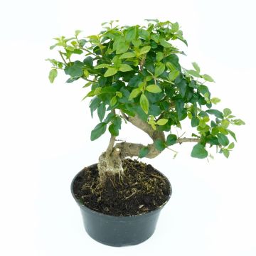 bonsai ligustrum plastic pot