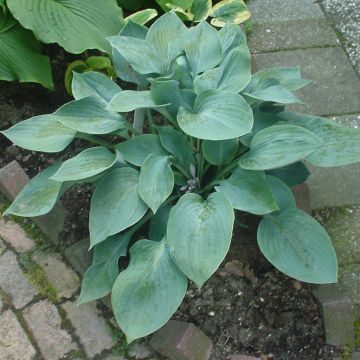Hosta Blauw Stilton