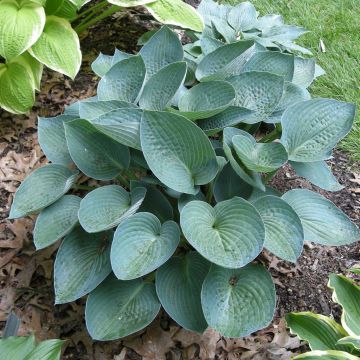 Hosta Blauwe Visie