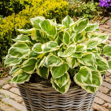 Hosta Diamand Tiara