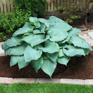 Hosta Moonlight Sonata