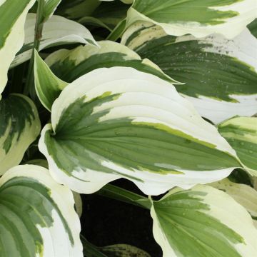 Hosta Silk Road