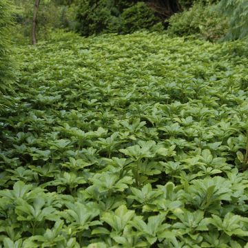 Pachysandra terminalis Green Carpet