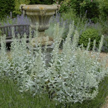 Artemisia Valerie Finnis