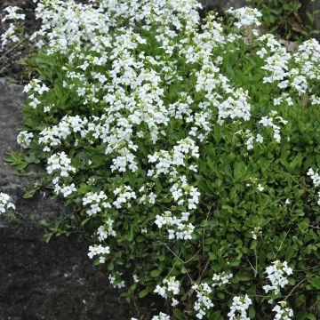 Arabis Procurrens Glacier
