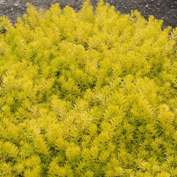 Sedum Reflexum Angelina