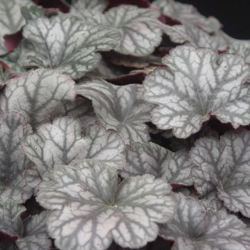 Heuchera Flores Sea