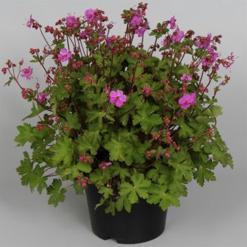 Geranium macrorrhizum Sandy Smiles