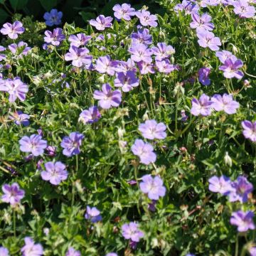 Geranium All summer Joy