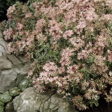 Sedum spurium Variegatum