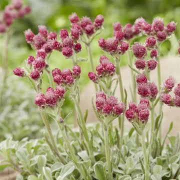 Antennaria dioica Rubra