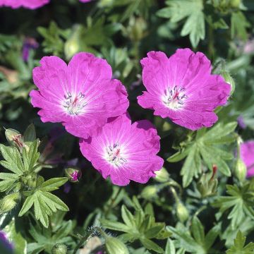 Geranium sanguineum Elsbeth 9 cm Pot