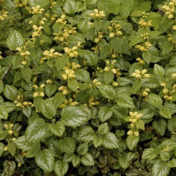 Lamiastrum galeobdolon 9 cm pot