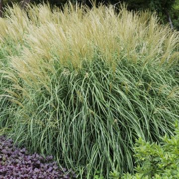 Miscanthus sinensis Agadio 9cm Pot