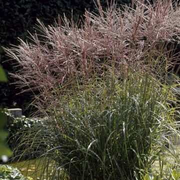 Miscanthus sinensis Nippon 9cm Pot