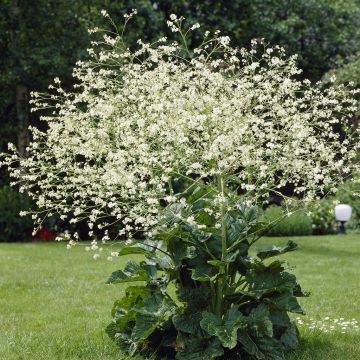 Crambe Cordifolia