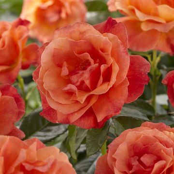Floribunda Rose Orange 17 cm pot