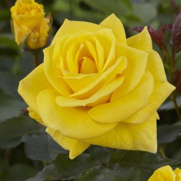 Floribunda Rose Yellow 17 cm pot