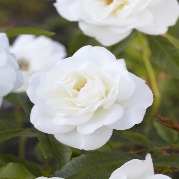Floribunda Rose White 17 cm pot