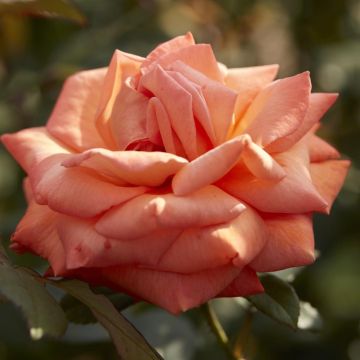 Theeroos True Love Op Pot