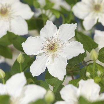 K02225 Clematis 'Destiny'