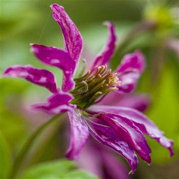 K39305 - Clematis Vit. 'Rosaly