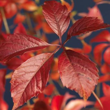 Partenocissus Engelmannii