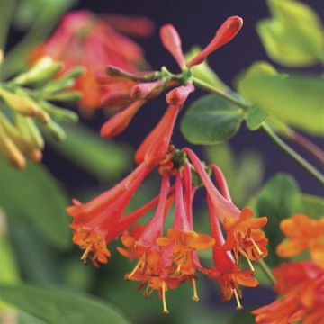Lonicera Dropmore Scarlet