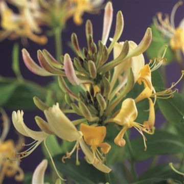 Lonicera Periclymenum