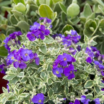 Aubrieta variegata 12 cm Pot