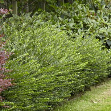 Kamperfoelie Lonicera nitida Bagesse