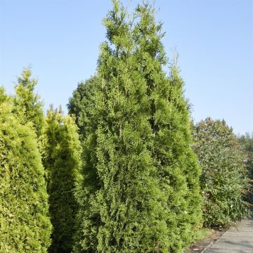 Thuja occidentalis Brabant 9 cm pot