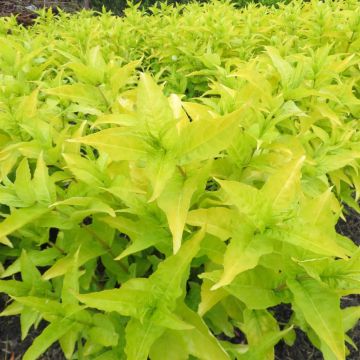 Diervilla rivularis Honeybee 9 cm pot