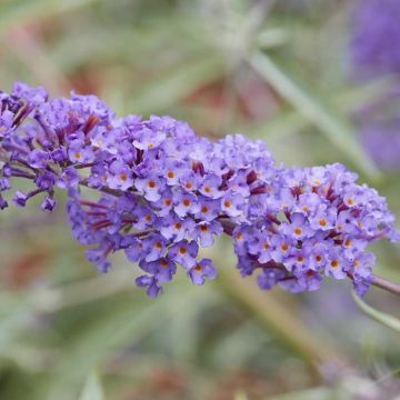 Buddleja davidii var. nanhoensis