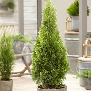 Thuja occidentalis Sonny Smaragd 9 cm po
