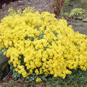 Aurinia saxatile Gold Cushion 12 cm pot
